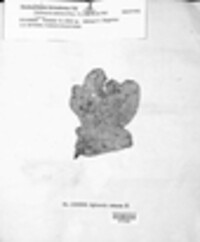 Ophiognomonia setacea image